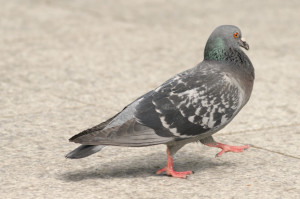 Pigeon-1