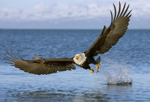 Eagle catching fish