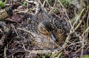 mallard-duck