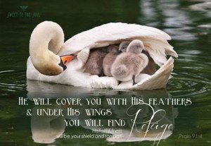 he-will-cover-you-with-his-feathers-under-his-wings-you-will-find-refuge-_image-by-sweet-to-the-soul